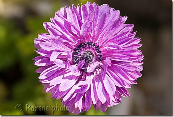 Photo Anémone couronnée sainte Brigitte - Anemone coronaria st. Brigid  picture Anémones Photos Anemones Photos Image