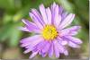 Aster des Alpes - Aster alpinus - Astéracée - Alpine Aster 