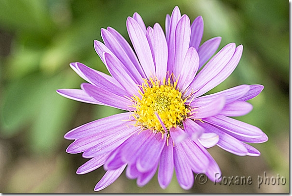 Aster des Alpes - Aster alpinus - Astéracée - Alpine Aster