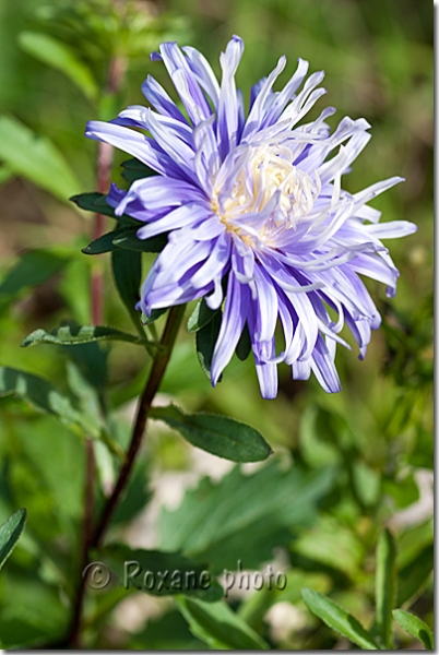 Callistephus chinensis - Reine marguerite