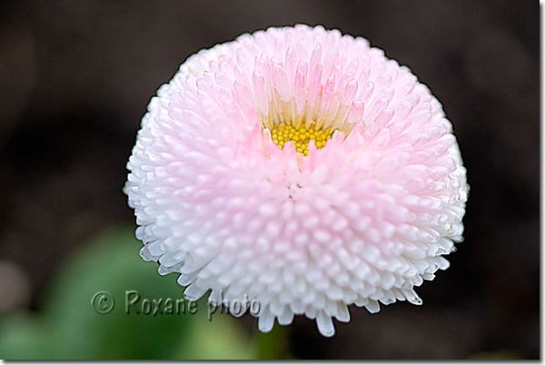 Pâquerette pomponnette rose - Bellis perennis - Pink daisy