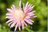 Reine marguerite plume d'autruche - Callistephus Chinensis 