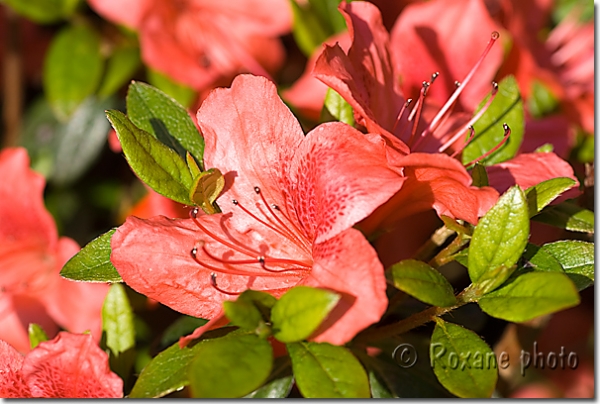 Fleur d'azalée japonica - Azalea japonica flower - Rhododendron