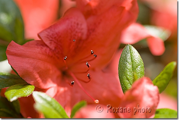 Azalée japonaise rouge - Red azalea japonica - Rhododendron