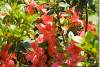 Azalée japonaise à fleurs rouges - Red azalea japonica Rhododendron