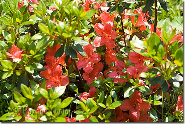 Fleurs d'azalée japonaise - Azalea japonica flowers - Azalea - Rhododendron