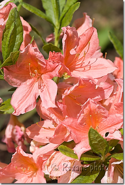 Rhododendron Apricot Nectar