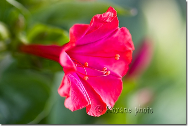 Photo Fleur de belle de nuit - Four o'clock - Mirabilis jalapa picture  Belles de nuit Photos Four o'clock Photos Image