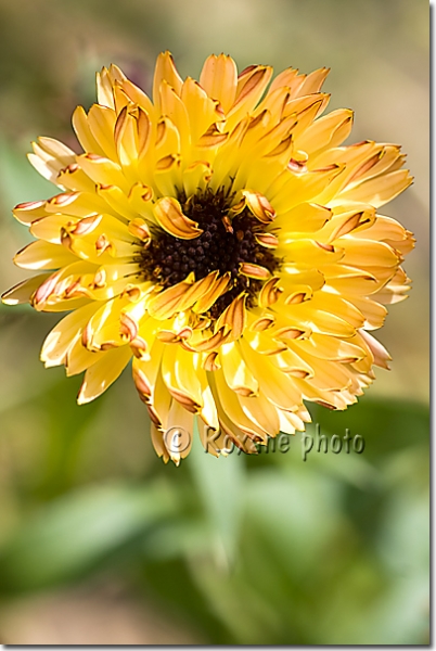 Calendula officinal - Souci des jardins - Calendula officinalis