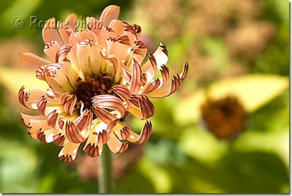 Souci Sherbet fizz - Calendula officinal - Calendula officinalis - Sherbet fizz  marigold