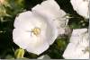 Campanule des Carpates blanche - Campanula carpatica Alba  Bellflower - Campanulacées