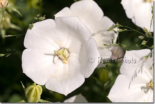 Photo Campanule des Carpates blanche - Campanula carpatica Alba Bellflower  - Campanulacées picture Campanules Photos Bellflowers Campanulas Photos  Image