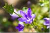 Campanule des murailles - Campanula muralis - Bellflower