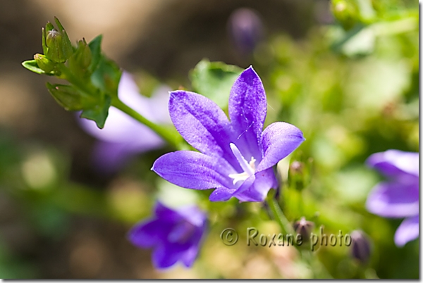 Campanule des murailles - Campanula muralis - Bellflower