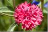 Bleuet rose à fleur double - Centaurée Barbeau - Pink cornflower Centaurea cyanus