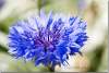 Bleuet - Centaurea cyanus - Blueberry