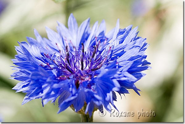 Bleuet - Centaurea cyanus - Blueberry