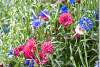 Bleuets doubles bleus et roses - Blue and pink double cornflowers Centaurées Barbeau - Centaurea