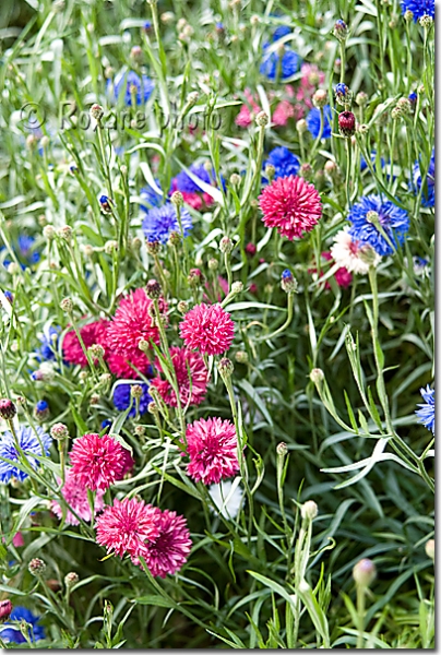 Bleuets doubles bleus et roses - Blue and pink double cornflowers Centaurées Barbeau - Centaurea