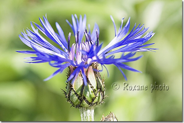 Centaurée des montagnes - Bleuet des montagnes - Centaurea montana - Perennial cornflower 