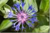 Centaurées Bleuets Photos Cornflowers