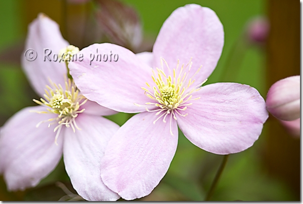 Fleur de clématite des montagnes - Flower of anemone clematis - Indian's Virgin's Bower - Clematis montana