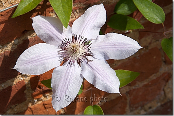 Grande clématite - Clematis