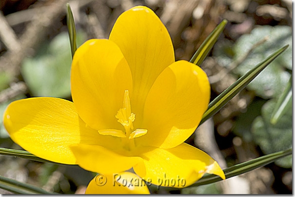 Crocus ancyrensis Golden Bunch - Crocus doré - Golden bunch crocus 