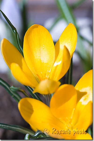 Crocus ancyrensis Golden Bunch - Crocus doré - Golden bunch crocus