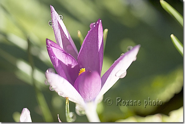 Crocus tommasinianus Lilac Beauty - Tomasini's crocus Lilac Beauty Tommies