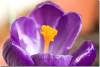 Etamine de crocus vernus - Crocus speciosus