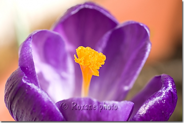 Etamine de crocus vernus - Crocus speciosus