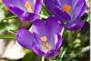 Crocus vernus mauves - Crocus speciosus