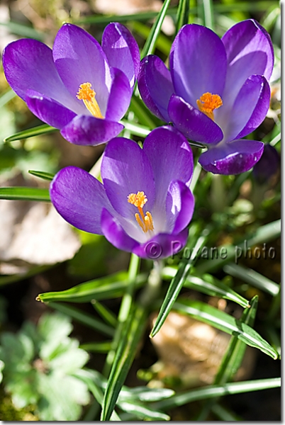 Crocus vernus mauves - Crocus speciosus