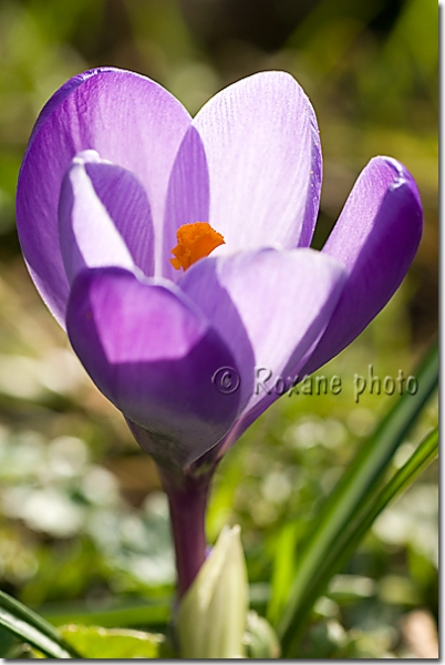 Fleur de crocus vernus - Crocus speciosus' flower