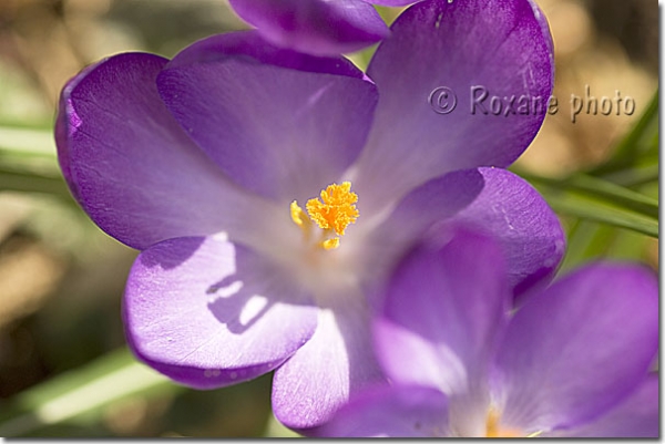 Etamine de crocus vernus - Crocus speciosus - Iridaceae