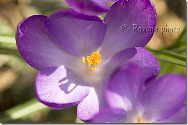 Etamine de crocus vernus - Crocus speciosus - Iridaceae 