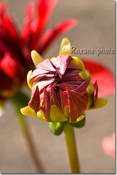 Bouton de dahlia rouge - Red dahlia