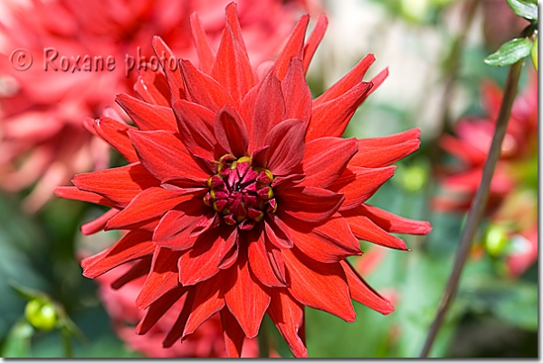 Dahlia cactus Acapulco