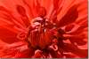 Coeur de dahlia Dinnerplate Babylone rouge - Red dahlia Dinnerplate Babylon