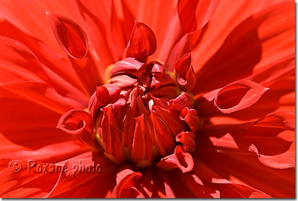 Coeur de dahlia Dinnerplate Babylone rouge - Red dahlia Dinnerplate Babylon