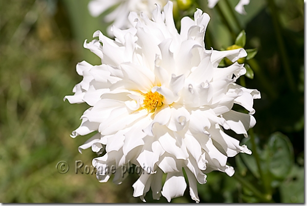Dahlia Aspen Decorative Park Blanc - White Aspen dahlia