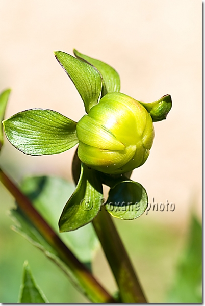 Bouton de dahlia