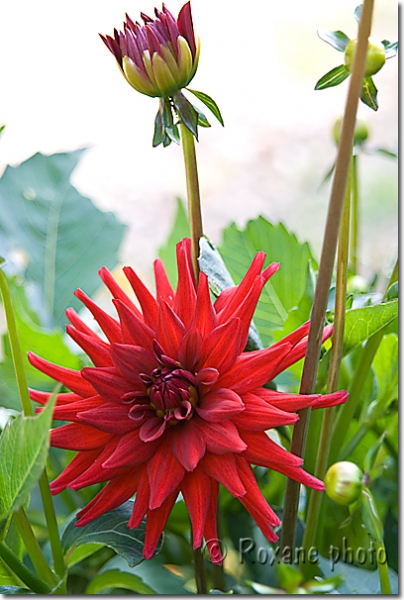 Dahlia cactus Acapulco - Cactus Acapulco dahlia