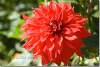 Dahlia Dinner Plate Babylone rouge - Dinner Plate Babylon red dahlia