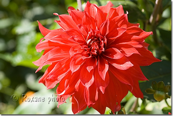 Dahlia Dinner Plate Babylone rouge - Dinner Plate Babylon red dahlia