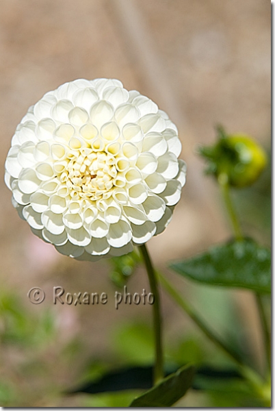 Dahlia pompon blanc - White dahlia - Asteraceae