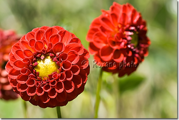 Dahlia pompon Glow rouge - Glow pompom dahlia