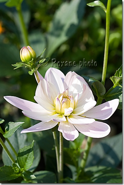 Fleur de dahlia - Dahlia flower