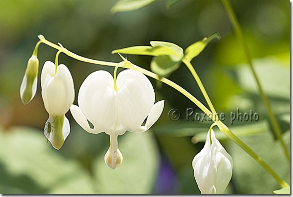 Coeur de Marie blanc - Dicentra spectabilis Alba - Bleeding heart